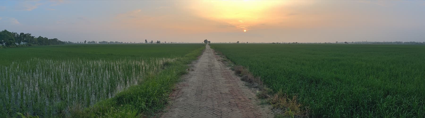 Road through fields in rural Haryana