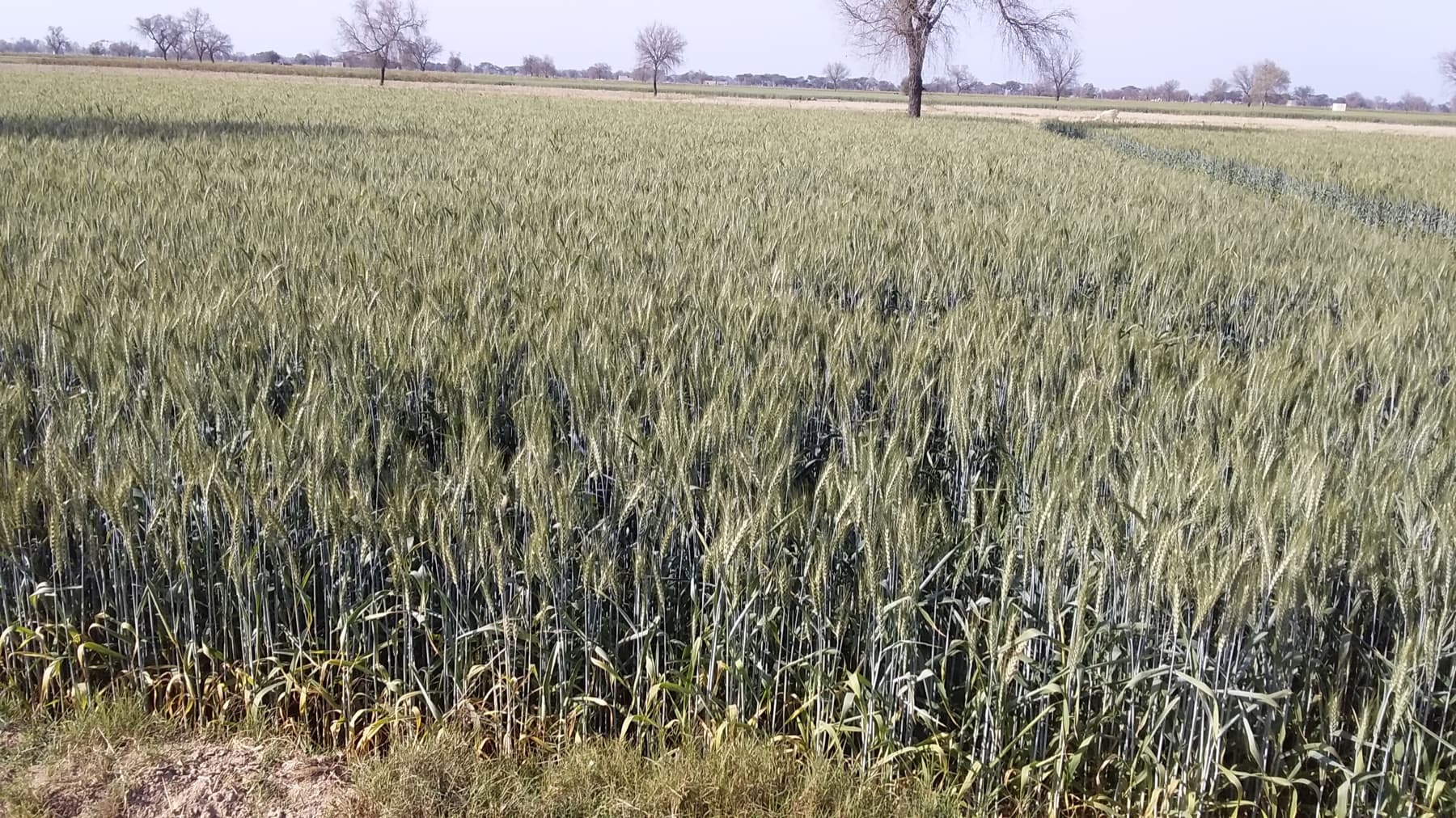 Wheat in a Haryana field